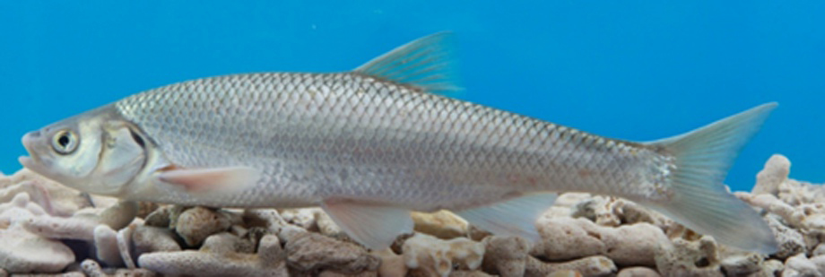 達(dá)里湖瓦氏雅羅魚